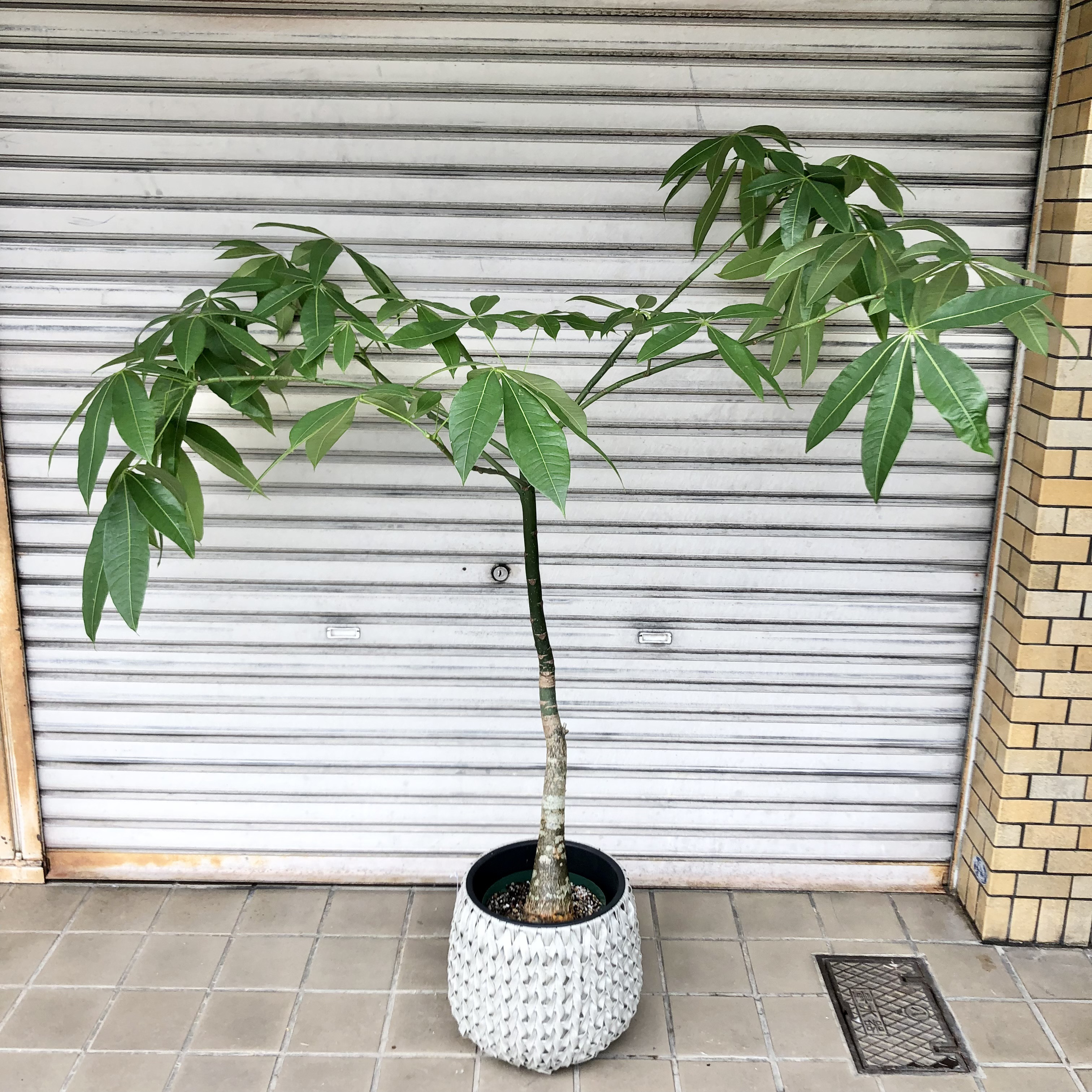 パラソル樹形 実生 パキラ その他インテリア雑貨 PLANTS SHOP OLIVE ...