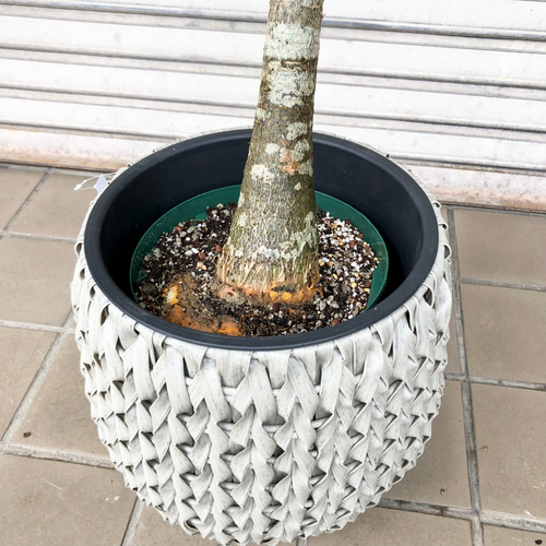 パラソル樹形 実生 パキラ その他インテリア雑貨 PLANTS SHOP