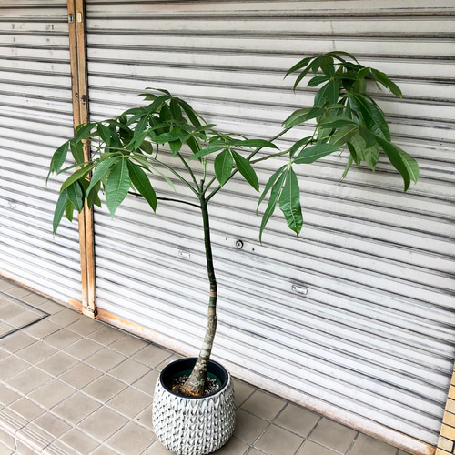 パラソル樹形 実生 パキラ その他インテリア雑貨 PLANTS SHOP OLIVE ...