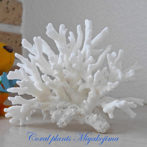 【新品】天然珊瑚サンゴ 剥製 タツノオトシゴ 貝殻 ヒトデ 2kg以上 新品】天然珊瑚サンゴ 剥製 タツノオトシゴ 貝殻 ヒトデ 2kg以上