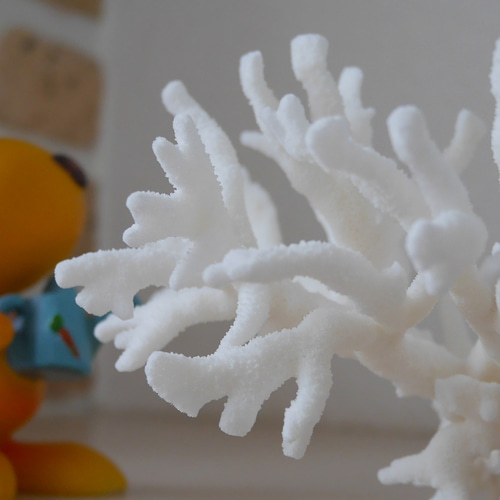 沖縄県宮古島産 天然 枝サンゴ オフホワイト Lサイズ 割れ物注意
