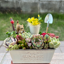☆送料無料☆♡そのまま飾れる♡リスちゃんのガーデン♬多肉植物寄せ
