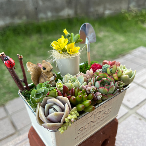 ❤️多肉植物❤️そのまま飾れる寄せ植え❤️花冠うさぎちゃんgarden~❤️ ♡そのまま飾れる♡うさぎちゃんの多肉植物寄せ植え
