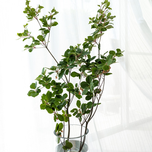 山採り　サラサドウダン サラサドウダンの咲く山を紹介！サラサドウダンの特徴や育て方の