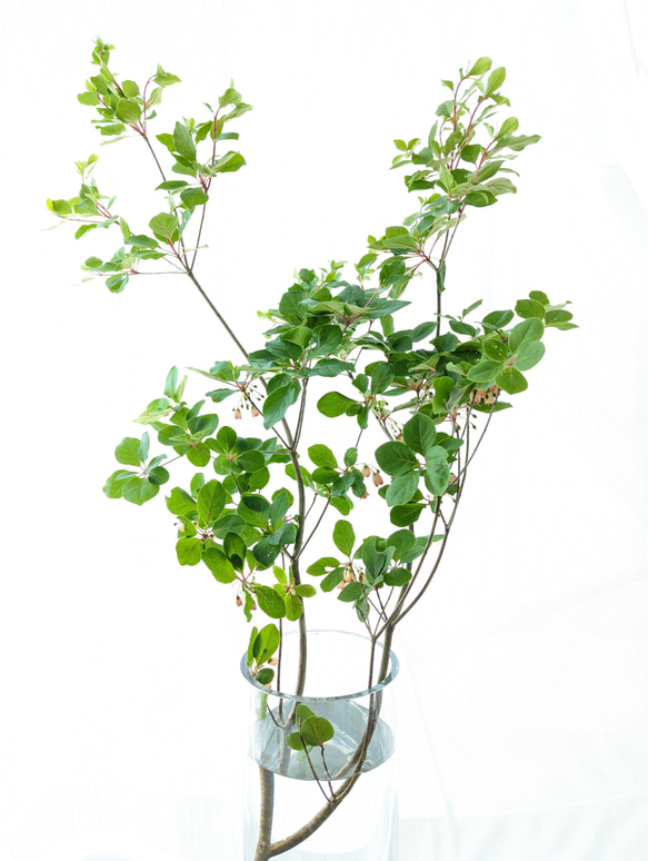 サラサドウダン ドウダンツツジ 山採り 自然樹形 枝もの 生花