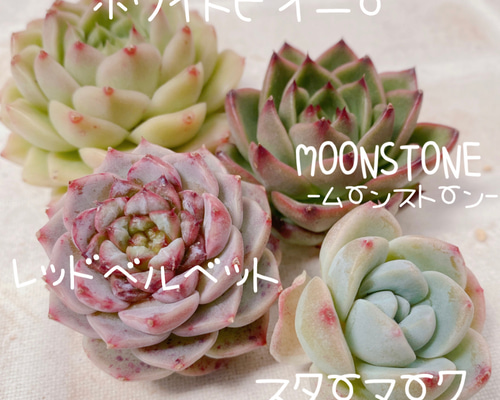 送料無料♡♡ 多肉植物 エケベリア 韓国苗 4点セット♡♡ 多肉