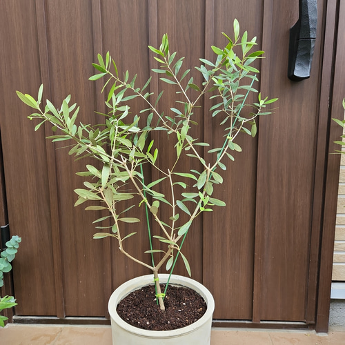 エレガント♡ オリーブ ネバディロブランコ セラミック鉢植え 苗