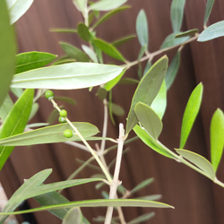 お洒落鉢植えオリーブの木　ネバディロブランコ　観葉植物　シンボルツリー　苗 5枚目の画像