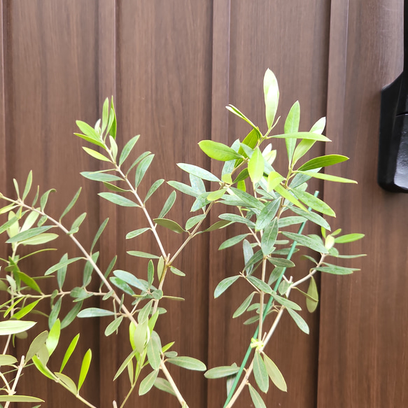 お洒落鉢植えオリーブの木　ネバディロブランコ　観葉植物　シンボルツリー　苗 6枚目の画像