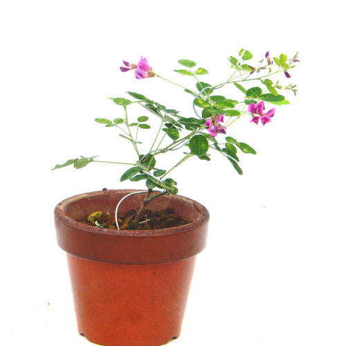 屋久島萩 5号ミニ盆栽[現品] : 植物・園芸専門店 花育通販Yahoo