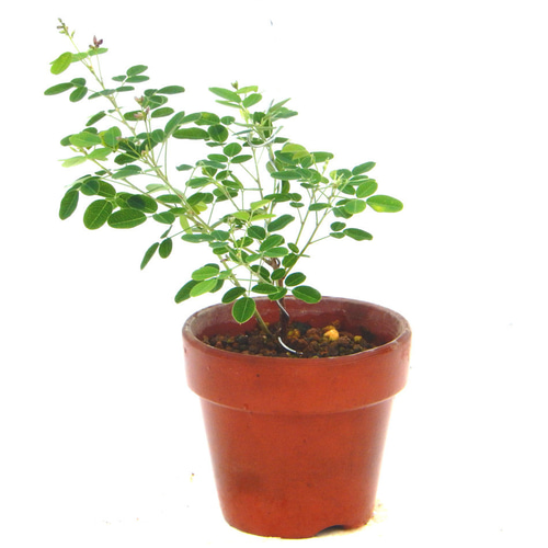 屋久島萩 5号ミニ盆栽[現品] : 植物・園芸専門店 花育通販Yahoo