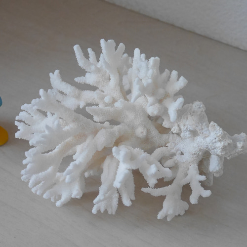 沖縄県 宮古島産 天然 枝サンゴ オフホワイト LLサイズ 割れ物注意