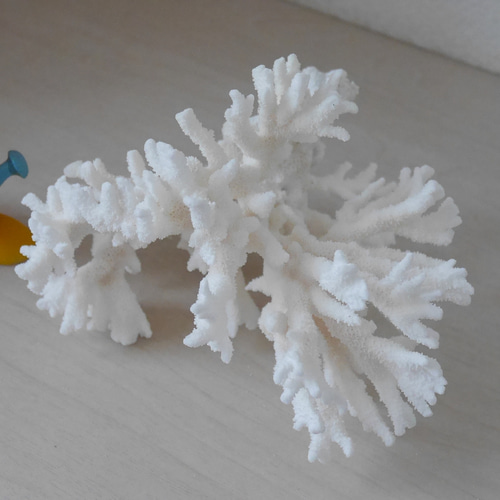 沖縄県 宮古島産 天然 枝サンゴ オフホワイト LLサイズ 割れ物注意