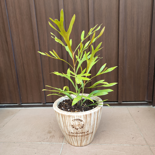 グレビレア ベイリアナ バイレアナ 木目調テラコッタ鉢植え レア品種苗