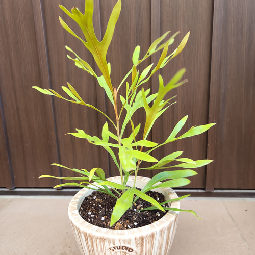 グレビレアゴールド 鉢植え 苗木 約65センチ グレビレア ゴールド 6寸