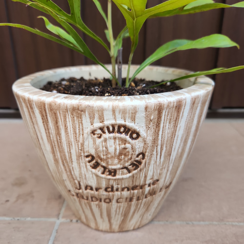 グレビレア ベイリアナ バイレアナ 木目調テラコッタ鉢植え レア品種苗