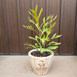 人気のオージープランツ♪　グレビレア　ベイリアナ　ゴールド d88558be9ac0617ef6171225b8347b