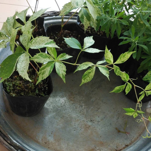 斑入り　ヘンリーズタ　ポット苗 斑入り ヘンリーズタ ポット苗