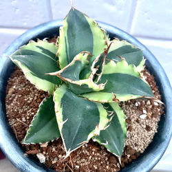 アガベ チタノタ 斑入り 希少株 多肉植物 キコリ 通販 16004857