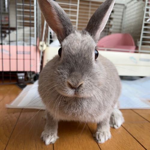 じゅ　メモリアル羊毛ペット 犬 ペット メモリアルグッズ うちの子 クッション ペット位牌 犬位牌