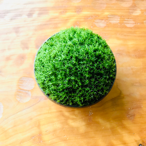 苔鉢 ＜姿が美しい こけ鉢 豆盆栽 三つ足 荒土＞ 一輪挿し・花瓶