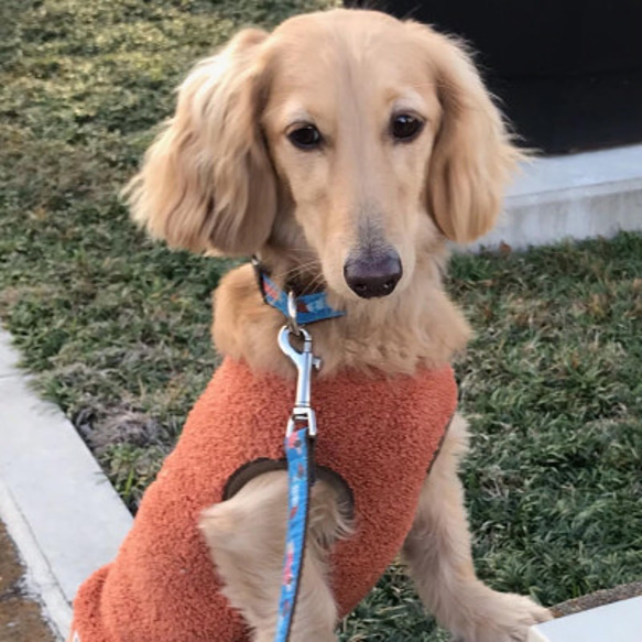 犬首輪 幅1.9㎝～2.5㎝ Dachshunds on Blue 3枚目の画像