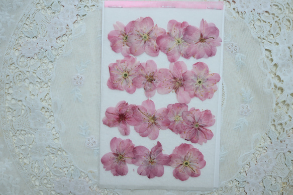 押し花素材桜15枚 1枚目の画像