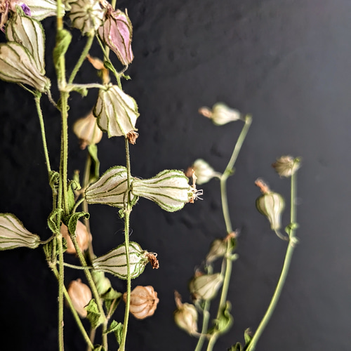 フクロナデシコ シレネ 種 ドライフラワー スワッグ 花の種 素材 花材