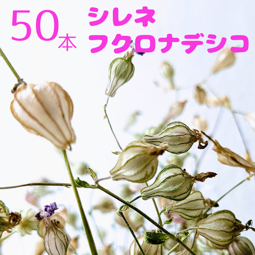 【明日まで出品】ギフト用紙袋付STELLA エフェクトロッドナデシコサクラ 楽天市場】【条件付き送料無料（クリックポストでのお届けのみ送料無料