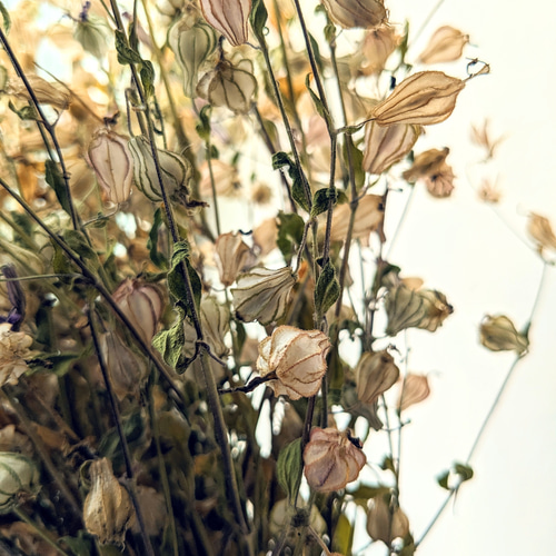 フクロナデシコ シレネ 種 ドライフラワー スワッグ 花の種 素材 花材