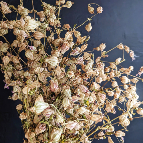 フクロナデシコ シレネ 種 ドライフラワー スワッグ 花の種 素材 花材