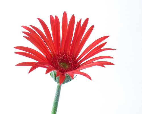 原種ガーベラ・ヤメソニー☆5号ロングスリット鉢植え その他