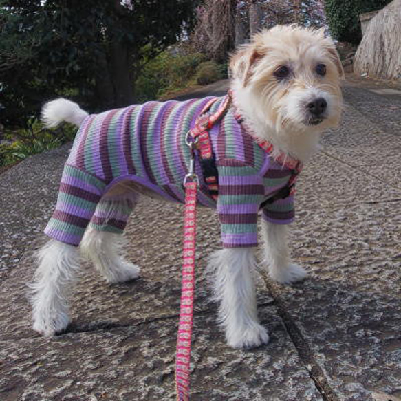 犬リード 幅1.6㎝/1.9㎝ Retro Daisy Pink 4枚目の画像