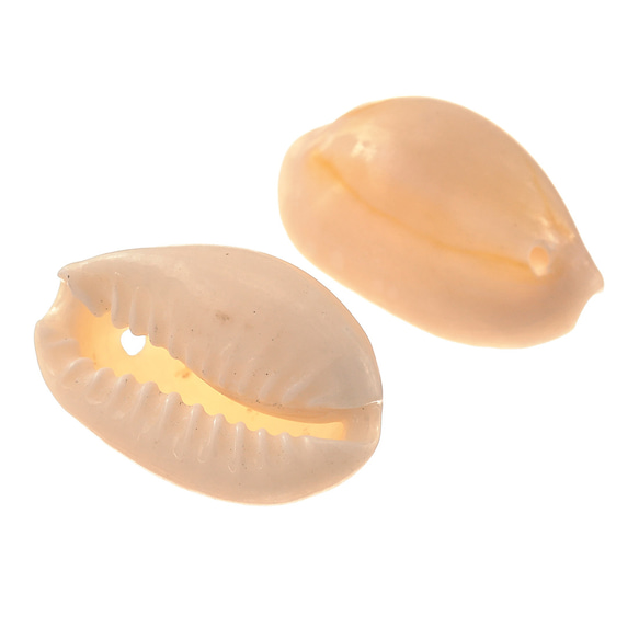 シェルパーツ 貝殻 15～20ｍｍ アイボリー 100個 カウリー 穴あり アクセサリー レジン パーツ BD3128 3枚目の画像