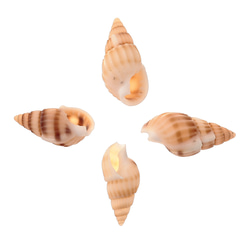 シェルパーツ 貝殻 12～15ｍｍ ミックス 100個 巻貝 アクセサリー 手芸 レジン パーツ BD3129 2枚目の画像