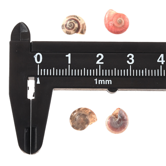 シェルパーツ 貝殻 6～8ｍｍ カラフル MIX 100個 渦 巻貝 手芸 レジン チャーム パーツ BD3130 4枚目の画像