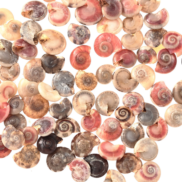 シェルパーツ 貝殻 6～8mm カラフル MIX 100個 渦 巻貝 手芸 レジン 