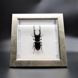 2f38078832094eea956820ce6e185c