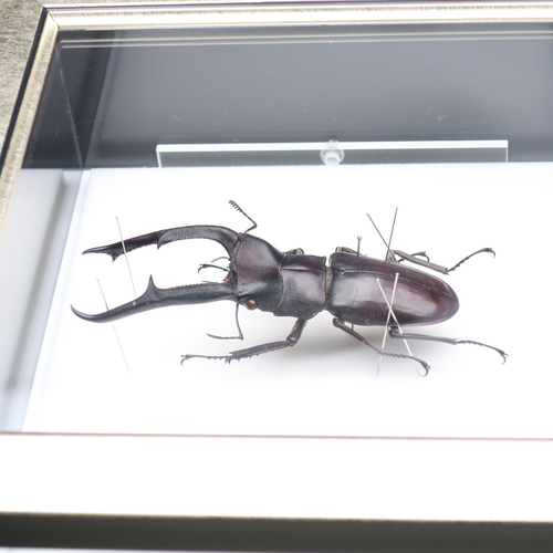 水牛虫 ◇マンディブラリスフタマタクワガタ◇ ライトフレーム
