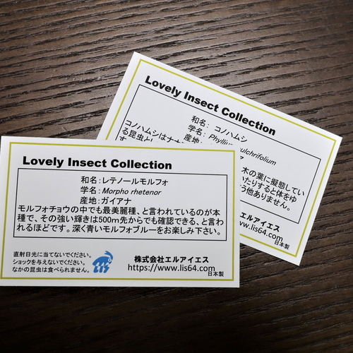 標本 委託販売 ボルネオ産 マンディブラリス 102ミリ 野外品 同梱不可 昆虫標本 マンディブラリスフタマタクワガタ アクリルフレーム