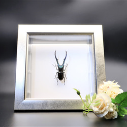 金属虫◆メタリフェールホソアカクワガタ◆　ライトフレーム　昆虫の標本　 2枚目の画像