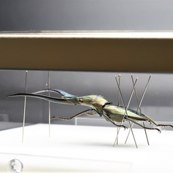 金属虫◆メタリフェールホソアカクワガタ◆　ライトフレーム　昆虫の標本　 11枚目の画像