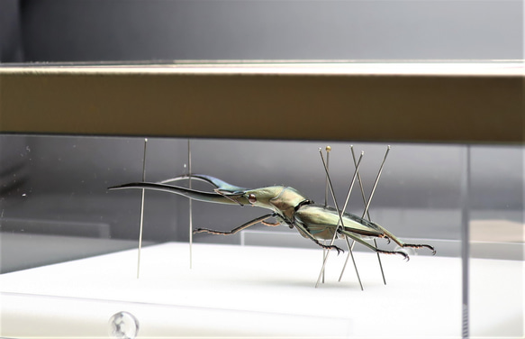 金属虫◆メタリフェールホソアカクワガタ◆　ライトフレーム　昆虫の標本　 11枚目の画像