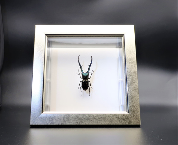 金属虫◆メタリフェールホソアカクワガタ◆　ライトフレーム　昆虫の標本　 1枚目の画像