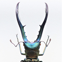 金属虫◆メタリフェールホソアカクワガタ◆　ライトフレーム　昆虫の標本　 10枚目の画像