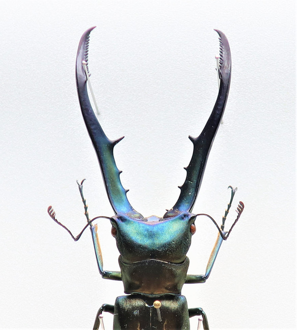 金属虫◆メタリフェールホソアカクワガタ◆　ライトフレーム　昆虫の標本　 10枚目の画像