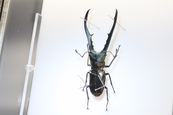 金属虫◆メタリフェールホソアカクワガタ◆　ライトフレーム　昆虫の標本　 13枚目の画像