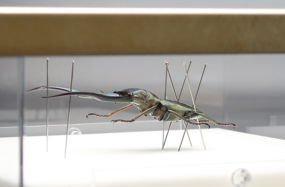 金属虫◆メタリフェールホソアカクワガタ◆　ライトフレーム　昆虫の標本　 12枚目の画像