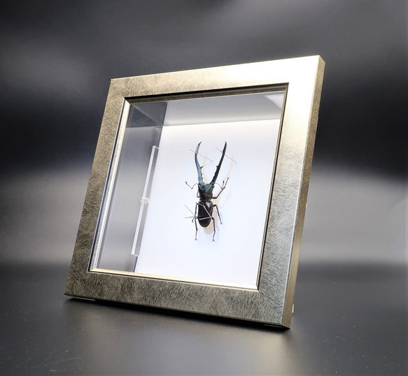金属虫◆メタリフェールホソアカクワガタ◆　ライトフレーム　昆虫の標本　 5枚目の画像