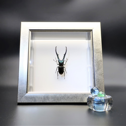 金属虫◆メタリフェールホソアカクワガタ◆　ライトフレーム　昆虫の標本　 4枚目の画像